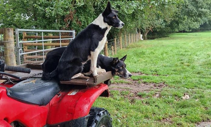 working sheep dog experience herding sheep